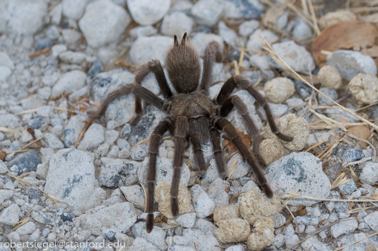 tarantula